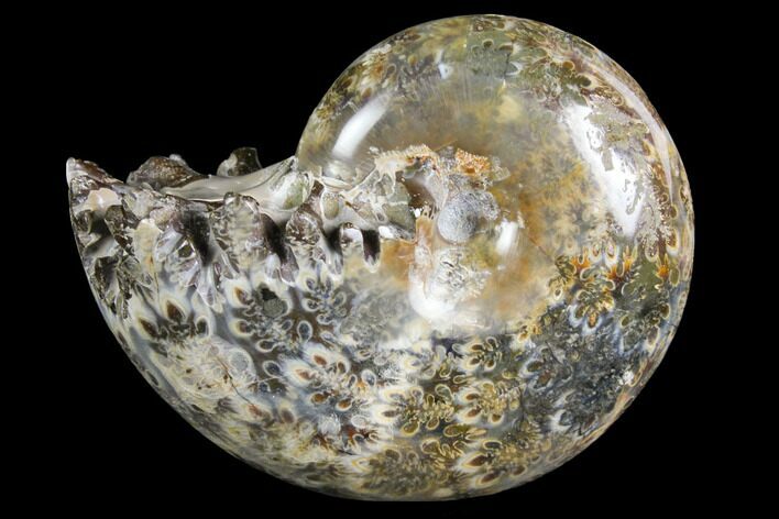 Polished, Agatized Ammonite (Phylloceras?) - Madagascar #149191